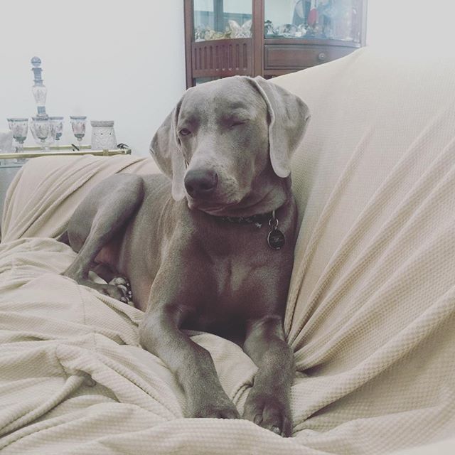 Do Weims wink? ;) #weimaraner #weimaranersofinstagram #weimaraner_feature #dogsitting #dogaunt #imgonnamisshim [instagram]