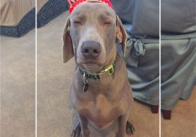 When he knows he's been duped into wearing a "crown!" lol. Miss this guy so much! He prob doesn't miss his auntie's antics, tho. #weimaraner #weimaranersofinstagram #weimaraner_feature #dogaunt #latergram [instagram]