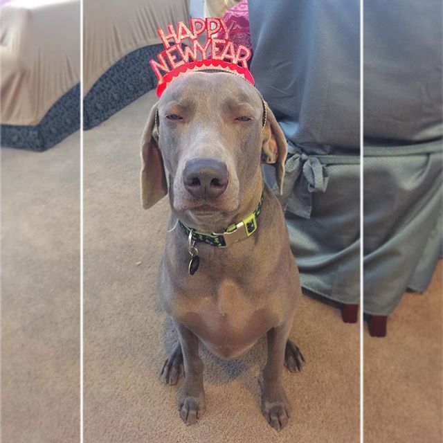 When he knows he's been duped into wearing a "crown!" lol. Miss this guy so much! He prob doesn't miss his auntie's antics, tho. #weimaraner #weimaranersofinstagram #weimaraner_feature #dogaunt #latergram [instagram]