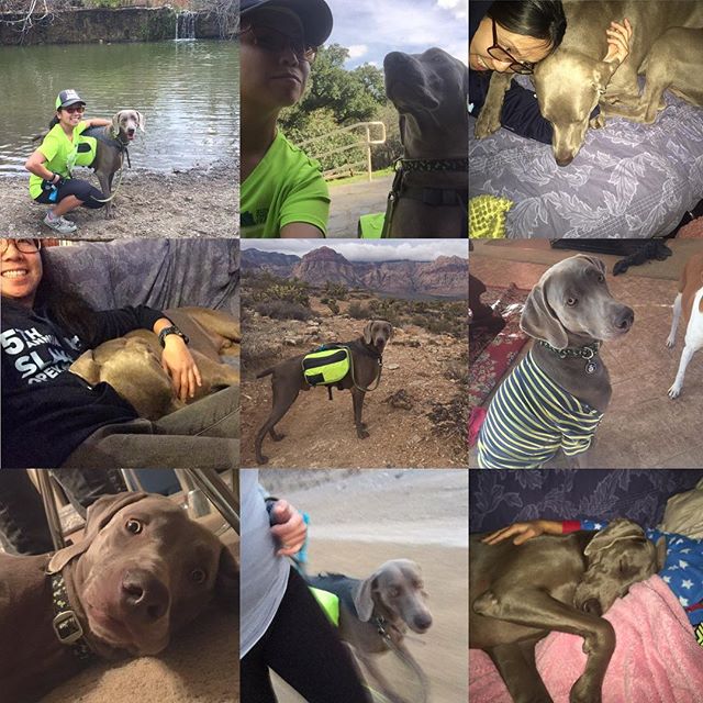 I waited all week to post my #tbt lol I miss K! :D #weimaraner #weimaranersofinstagram #dogaunt [instagram]