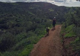 Sis showed me around her trails, but poor Kingston… He couldn't run much cos he had a tummy ache :( still a happy pup, tho! #dogsofinsta #weimaraner #weimaranersofinstagram #weimaraner_feature #trailrunning #ultratraining #racewithbase #nuunlife #orangecounty #sogreenhere [instagram]