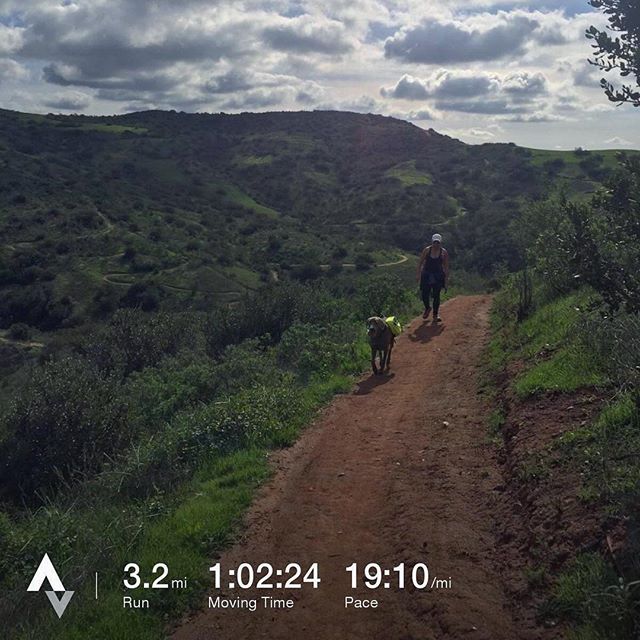 Sis showed me around her trails, but poor Kingston... He couldn't run much cos he had a tummy ache :( still a happy pup, tho! #dogsofinsta #weimaraner #weimaranersofinstagram #weimaraner_feature #trailrunning #ultratraining #racewithbase #nuunlife #orangecounty #sogreenhere [instagram]