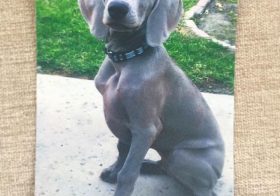 #tbt When Kingston hasn't grown into his ears yet. Awwww. Ok I think I need to rescue/adopt my own instead of missing my dog nephews. lol #weimaraner #weimaranerpuppy #weimaranersofinstagram #weimaraner_feature #dogaunt [instagram]