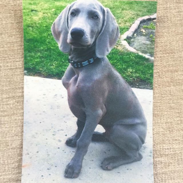 #tbt When Kingston hasn't grown into his ears yet. Awwww. Ok I think I need to rescue/adopt my own instead of missing my dog nephews. lol #weimaraner #weimaranerpuppy #weimaranersofinstagram #weimaraner_feature #dogaunt [instagram]