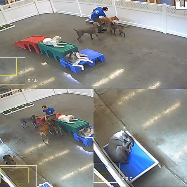K just wanted some love, but the dude brushed him away. :'( No one puts my dog nephew in a corner! Lol #weimaraner #weimaranersofinstagram #dogboarding #dogaunt [instagram]