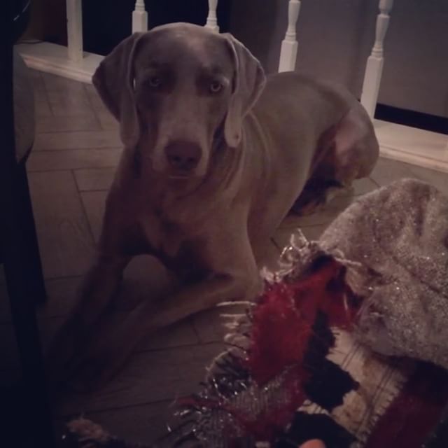 My sis attempting to correct her fur baby. 🤣He's like, "Does not compute." Those were the second pair of #tomsshoes he feasted on. Lol #weimaraner #weimaranersofinstagram #toms [instagram]