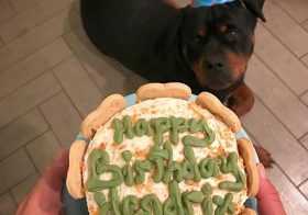 Belated happy birfday to my dog nephew! He's now officially an adult. He celebrates on Valentine's Day & is a big #kissing #teddybear :) Sis & bro sent me this photo of his cake. lol #rottweiler #rottweilersofinstagram [instagram]