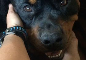 H is too sweet! He's been giving me kisses since I arrived. #rottweiler #rottweilersofinstagram #dogaunt [instagram]