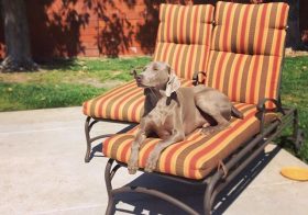 My colleague decided to duck out for a bit of sun this afternoon. #weimaraner #weimaranerlove #greyghost #weimaranersofinstagram #weimaraner_feature #spoiledpup #dogaunt [instagram]