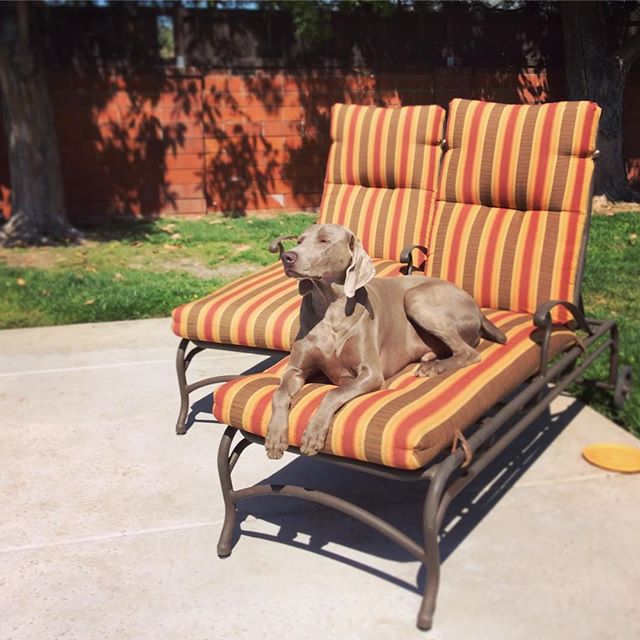 My colleague decided to duck out for a bit of sun this afternoon. #weimaraner #weimaranerlove #greyghost #weimaranersofinstagram #weimaraner_feature #spoiledpup #dogaunt [instagram]