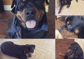 "Every breath you takeEvery poop you makeEvery wind you breakEvery step you takeI'll be watching you " – H the Rottweiler #notstalkingme #rottweilersofinstagram #rottieawareness #teddybear #dogaunt [instagram]