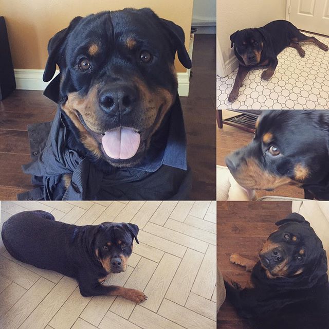 "Every breath you takeEvery poop you makeEvery wind you breakEvery step you takeI'll be watching you " – H the Rottweiler #notstalkingme #rottweilersofinstagram #rottieawareness #teddybear #dogaunt [instagram]