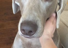 One does not simply stop massaging a Weimaraner. It's when they walk away satisfied then your job is done. #weimaraner #weimaranersofinstagram #weimaranerlove #greyghost #spoiledpup #dogaunt [instagram]