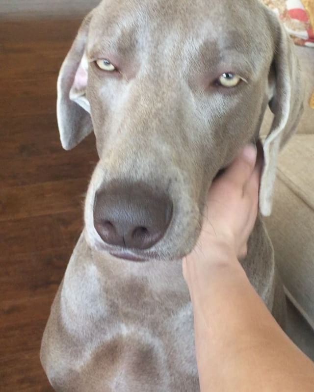 One does not simply stop massaging a Weimaraner. It's when they walk away satisfied then your job is done. #weimaraner #weimaranersofinstagram #weimaranerlove #greyghost #spoiledpup #dogaunt [instagram]