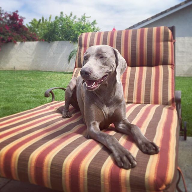 Happy #nationalpuppyday from K the #weimaraner (Ok so he's technically an teen). #weimaranersofinstagram #weimaraner_feature #weimaranerlove [instagram]