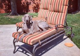 #fbf I'm missing this guy! #dogaunt #playingfavorites #weimaraner #weimaranersofinstagram #weimaraner_feature #dogsoﬁnstagram #weimaranerlove [instagram]
