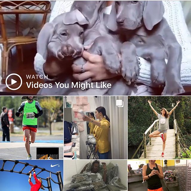 Inspired by @coachjimmydean post... Instagram knows me so well: running & #weimaraners Well, sort of! Guy on pot bed?! Lol is it because it's 420? That's for my bro @jeremiel5 #instasuggestion #instagramlogic [instagram]