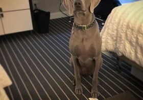 Awww my sis sent me this photo of K… He's officially a frufru pup. Staying in ️️️️ hotels. lol #weimaraner #dogaunt #dogsoﬁnstagram [instagram]