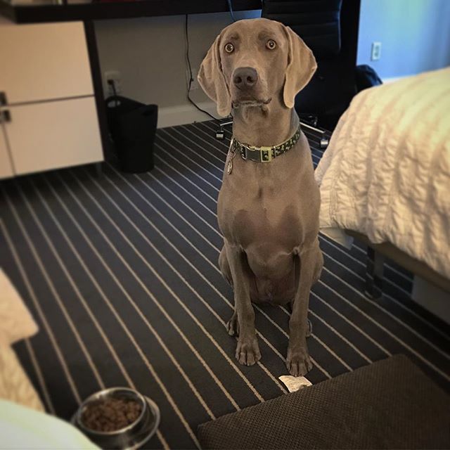Awww my sis sent me this photo of K... He's officially a frufru pup. Staying in ️️️️ hotels. lol #weimaraner #dogaunt #dogsoﬁnstagram [instagram]