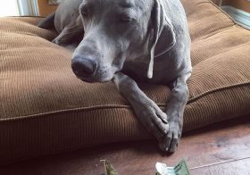 K the Entitled Weim disapproved his meagre allowance. lol so bourgeois #dogsoﬁnstagram #weimaraner #weimaranerlove [instagram]