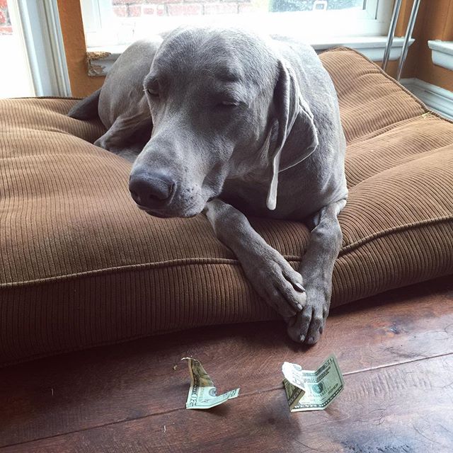 K the Entitled Weim disapproved his meagre allowance. lol so bourgeois #dogsoﬁnstagram #weimaraner #weimaranerlove [instagram]