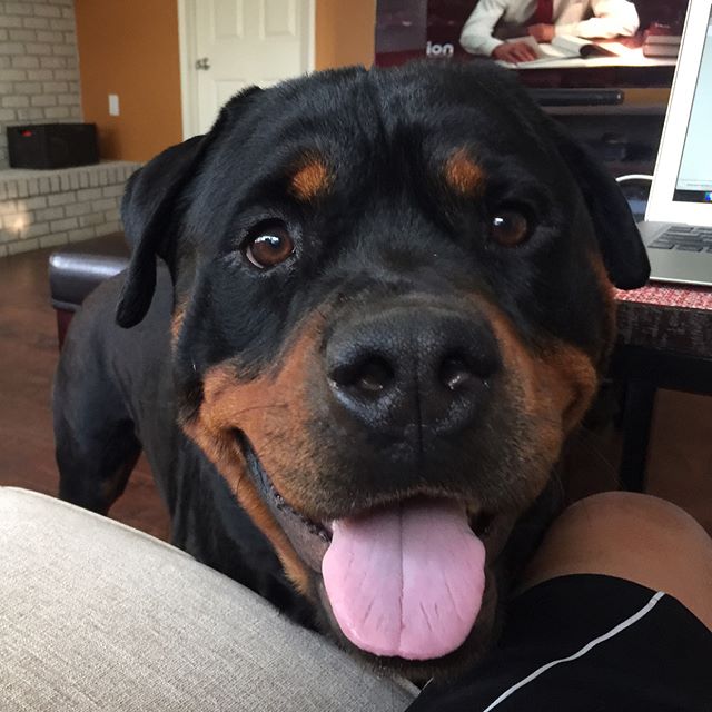 This guy knew something was up & wanted cuddles whilst watching me work  #dogsoﬁnstagram #latergram [instagram]