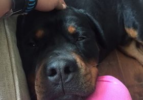 What an adorable 100+ lbs teddy bear! #dogsoﬁnstagram #rottweiler #dogaunt [instagram]