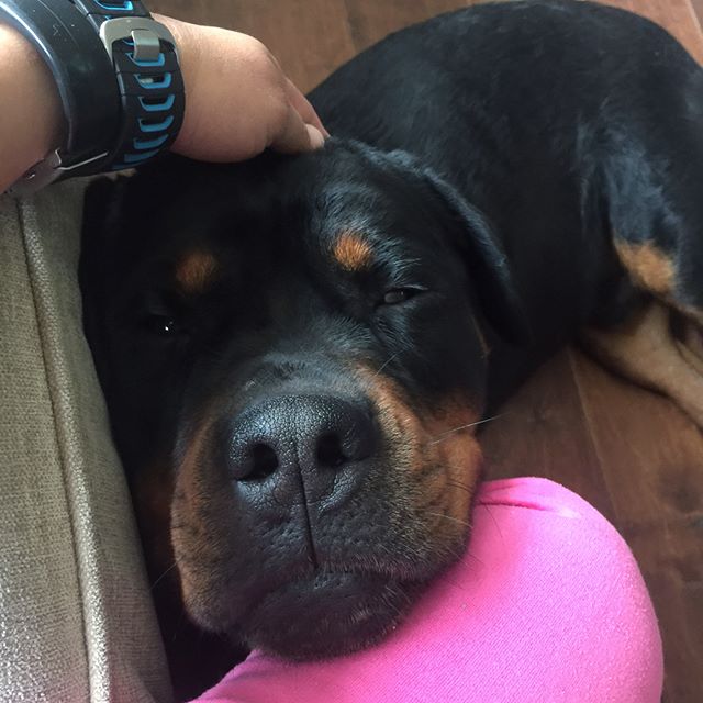 What an adorable 100+ lbs teddy bear! #dogsoﬁnstagram #rottweiler #dogaunt [instagram]