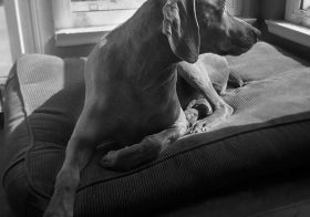A Weimaraner avant la lettre. #dogsoﬁnstagram #weimaranerlove [instagram]