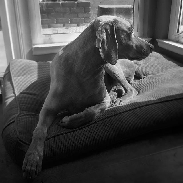 A Weimaraner avant la lettre. #dogsoﬁnstagram #weimaranerlove [instagram]