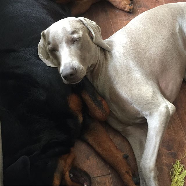 #wcw stands for Weimaraner crush Wednesday, right? I miss these boys! #dogsofinstagram #rottweiler #weimaranerlove #dogaunt [instagram]