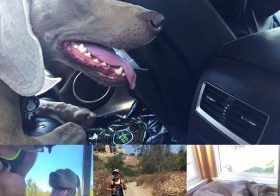 I'm a little obsessed with my sis' bourgey Weimaraner His fav activity is napping in air conditioned rooms, esp. after running with his auntie. #weimaranerlove #dogaunt [instagram]