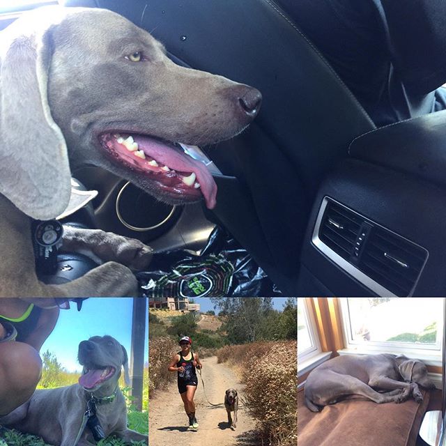 I'm a little obsessed with my sis' bourgey Weimaraner His fav activity is napping in air conditioned rooms, esp. after running with his auntie. #weimaranerlove #dogaunt [instagram]