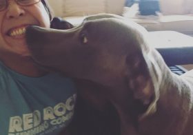 Welcoming committee. #dogsofinstagram #weimaraner #rottweiler [instagram]