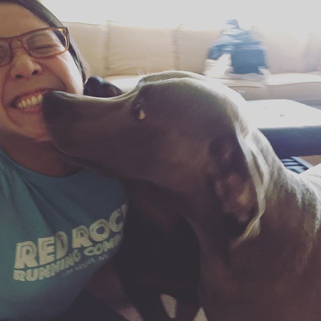 Welcoming committee. #dogsofinstagram #weimaraner #rottweiler [instagram]