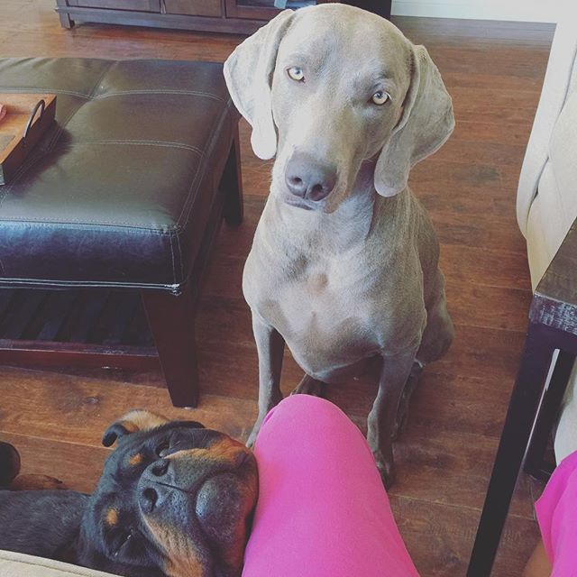 The boys don't understand the concept of "work week". K the #weimaraner is like, but why can't we play *now* 🤣 #weimaranersofinstagram #rottweiler [instagram]