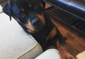 Good morning, Auntie. I ride with you, yes? #rottweiler [instagram]