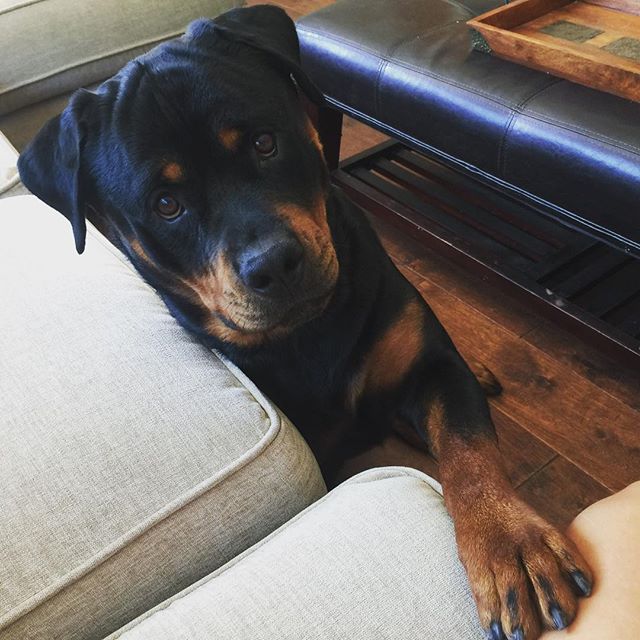 Good morning, Auntie. I ride with you, yes? #rottweiler [instagram]