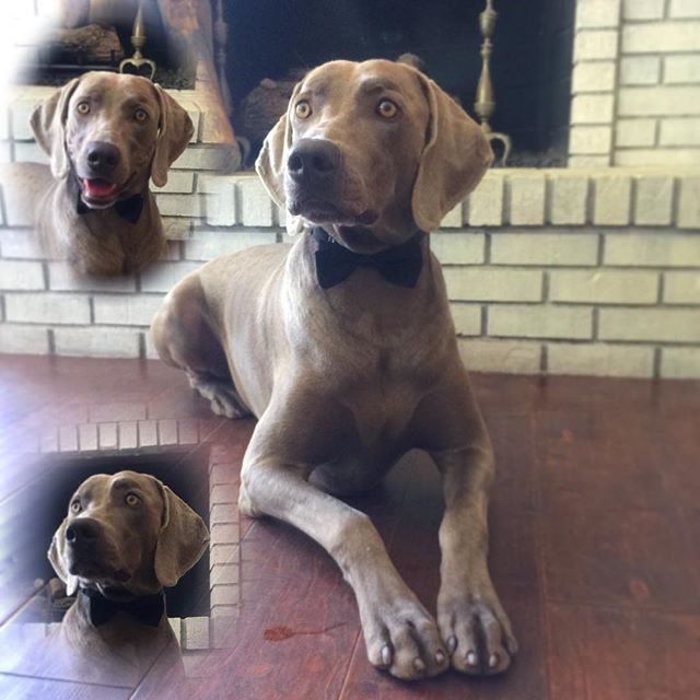This is what a weekend during my off-season looks like. #weimaraner #glamourshots [instagram]