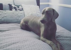 Un chien pensif.#weimaraner [instagram]