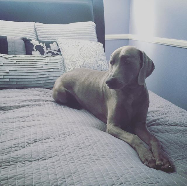 Un chien pensif.#weimaraner [instagram]