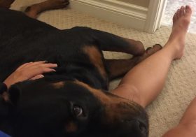 I miss this sweet guy! Although, his version of a bath is different from mine. Auntie will visit you soon! #rottweiler #dogkisses [instagram]