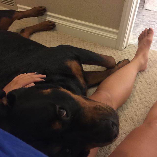 I miss this sweet guy! Although, his version of a bath is different from mine. Auntie will visit you soon! #rottweiler #dogkisses [instagram]