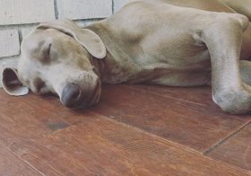 K's lunchtime nap. #tbt #weimaranerlove [instagram]
