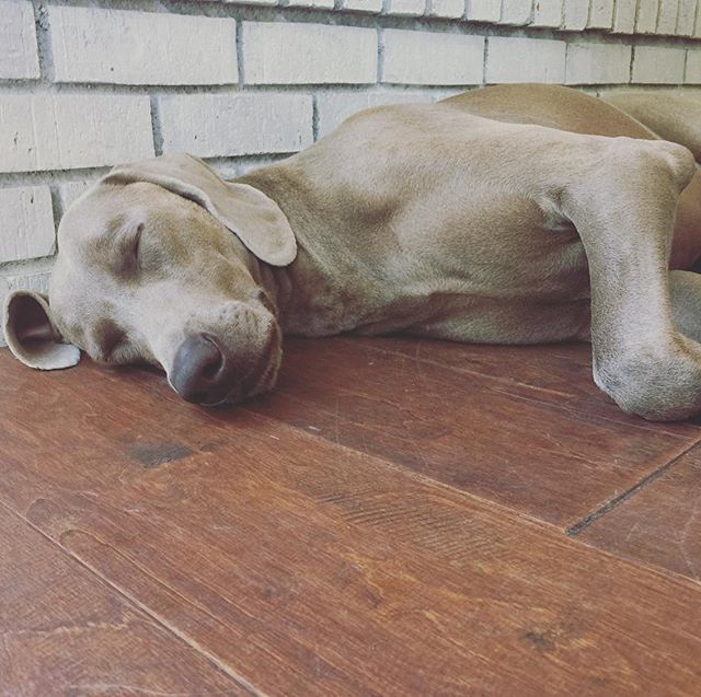 K's lunchtime nap. #tbt #weimaranerlove [instagram]