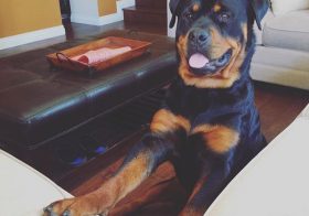 I'm sitting on my invisible chair, typing on my invisible laptop. #friyay #fbf #rottweiler [instagram]