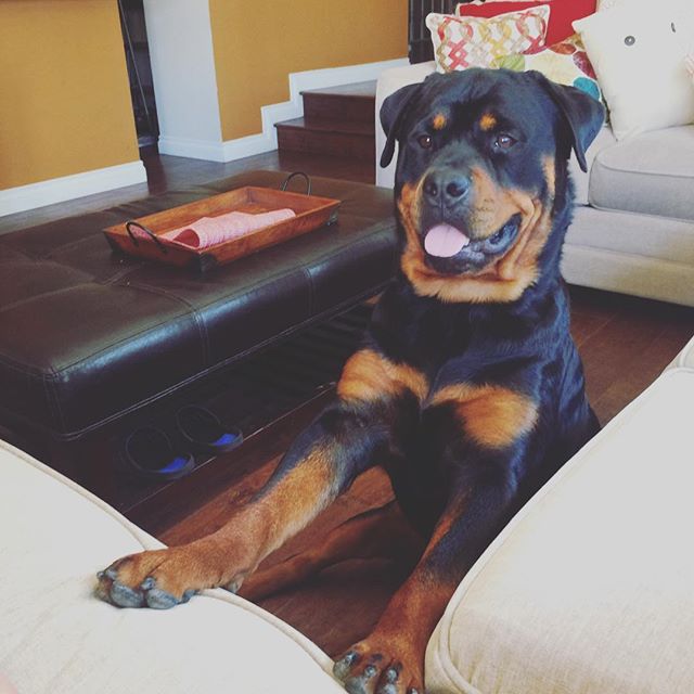I'm sitting on my invisible chair, typing on my invisible laptop. #friyay #fbf #rottweiler [instagram]