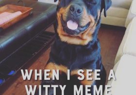 Meme break before the next call! lol #rottweiler [instagram]