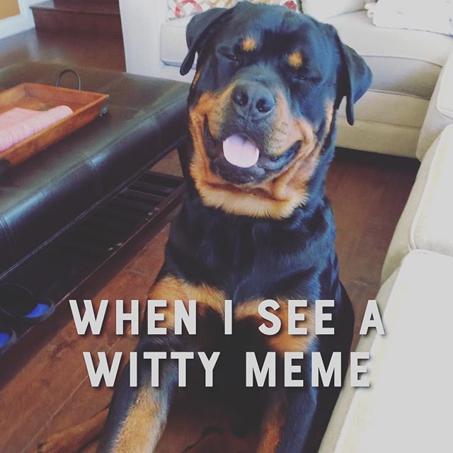 Meme break before the next call! lol #rottweiler [instagram]