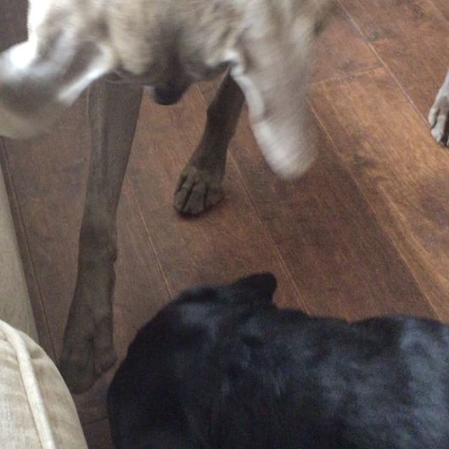 Good morning. H didn't wanna share his toys with K. lol [instagram]